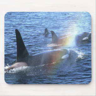 Tapis De Souris Canada, Colombie-Britannique, Johnstone Straight,