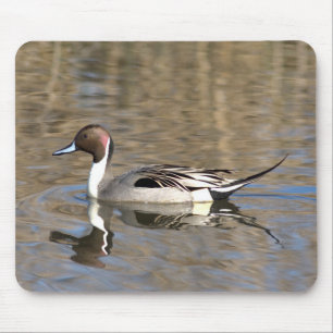 Tapis De Souris Canard À Pintail Nage Dans Un Étang