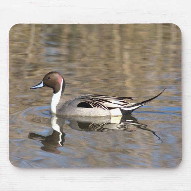 Tapis De Souris Canard À Pintail Nage Dans Un Étang (Devant)
