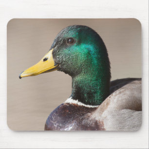 Tapis De Souris Canard colvert