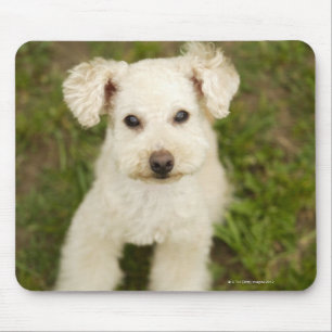 Tapis De Souris Caniche (blanc)