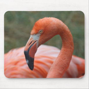 Tapis De Souris Caoutchouc de phoenicopterus