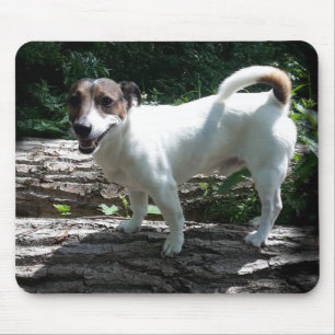 Tapis De Souris Capo von Oppenheim Jack Russell Terrier, Chien
