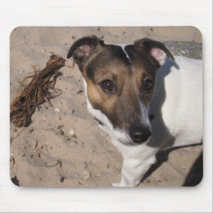 Tapis De Souris Capo von Oppenheim Jack Russell Terrier, Chien