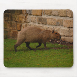 Tapis De Souris capybara