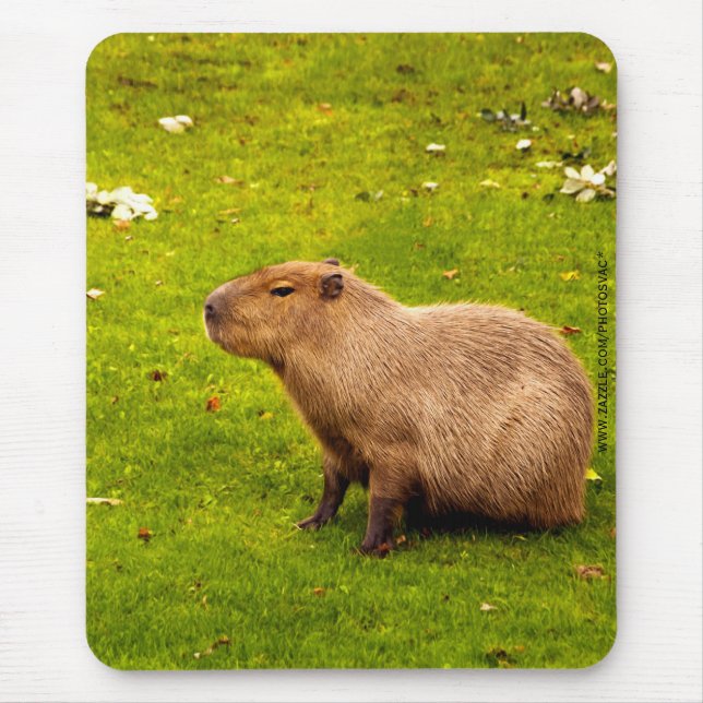 Tapis De Souris Capybara (Devant)