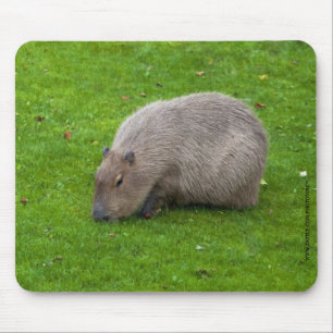 Tapis de souris Capybara