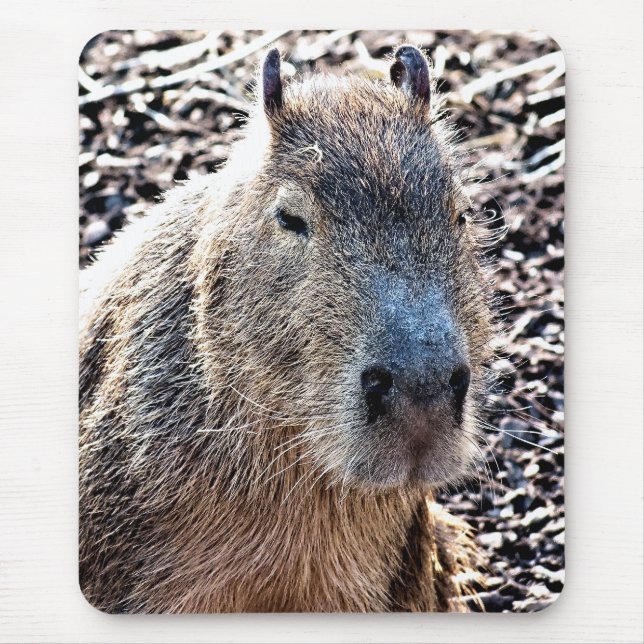 TAPIS DE SOURIS CAPYBARA ANIMAL SAUVAGE (Devant)