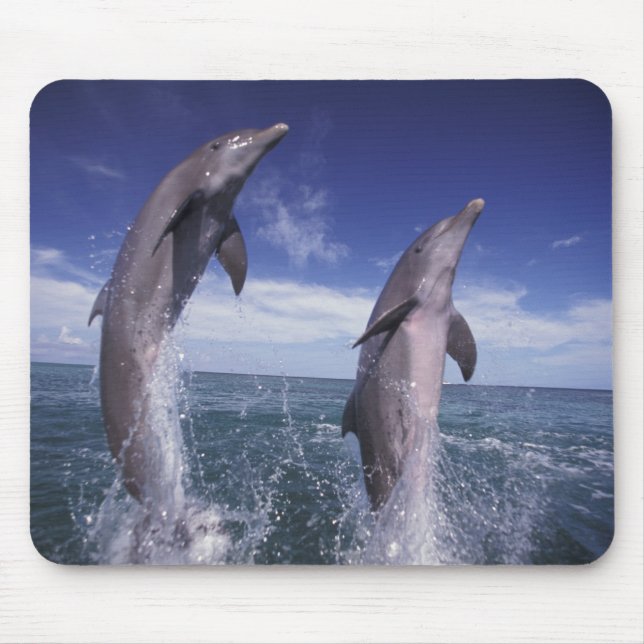Tapis De Souris Caraïbes, dauphins de Bottlenose Tursiops (Devant)