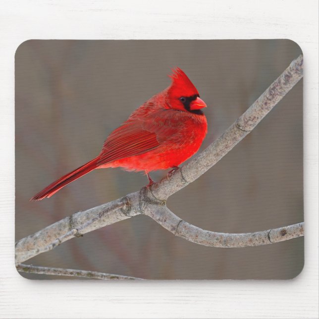 Tapis De Souris Cardinal (Devant)