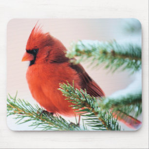 Tapis De Souris Cardinal dans le sapin épousseté par neige