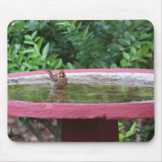 Tapis De Souris Cardinal féminin dans Birdbath