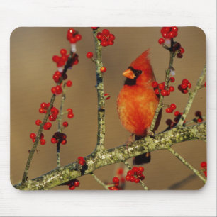 Tapis De Souris Cardinal rouge mâle perché, IL