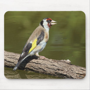 Tapis De Souris Carduelis carduelis
