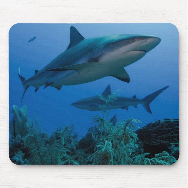 Tapis De Souris Caribbean Reef Shark (Devant)