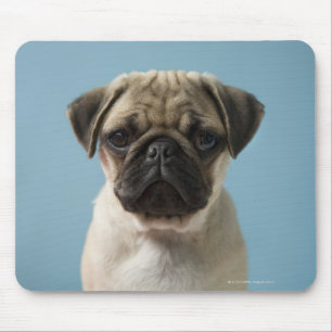 Tapis De Souris Carlin Chiot contre Arrière - plan bleu