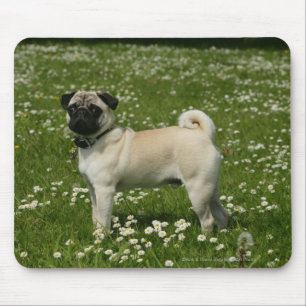 Tapis De Souris Carlin jouant en fleurs