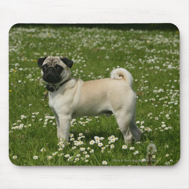 Tapis De Souris Carlin jouant en fleurs (Devant)
