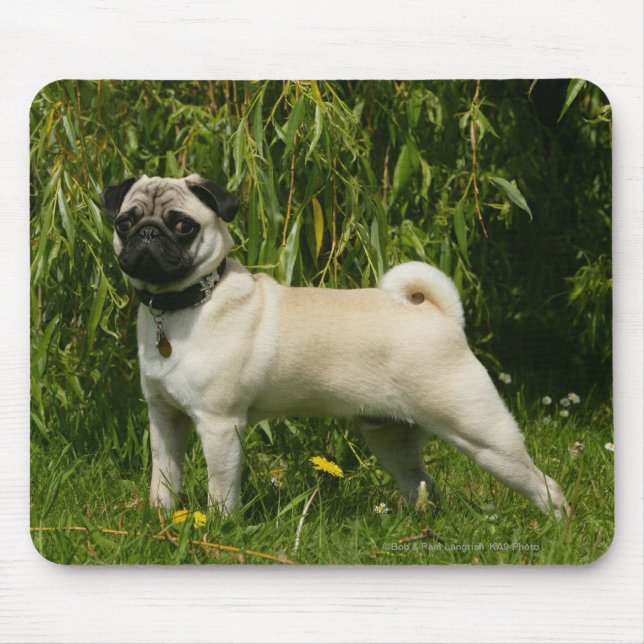 Tapis De Souris Carlin regardant l'appareil-photo (Devant)