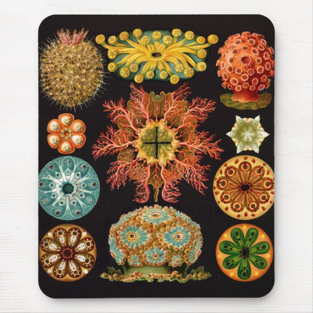 Tapis De Souris Carré d'écureuil marin Mousepad (Devant)