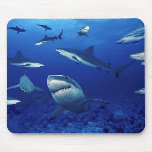 Tapis De Souris Carte souris requins