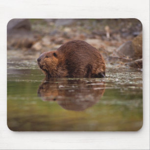 Tapis De Souris castor, Castor canadensis, va nager