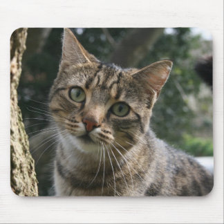 TAPIS DE SOURIS CAT
