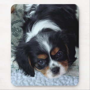 Tapis De Souris Cavalier Charles Spaniel