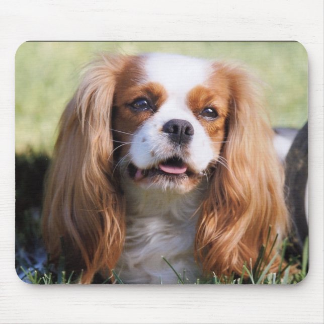 Tapis De Souris Cavalier King Charles Spaniel (Devant)