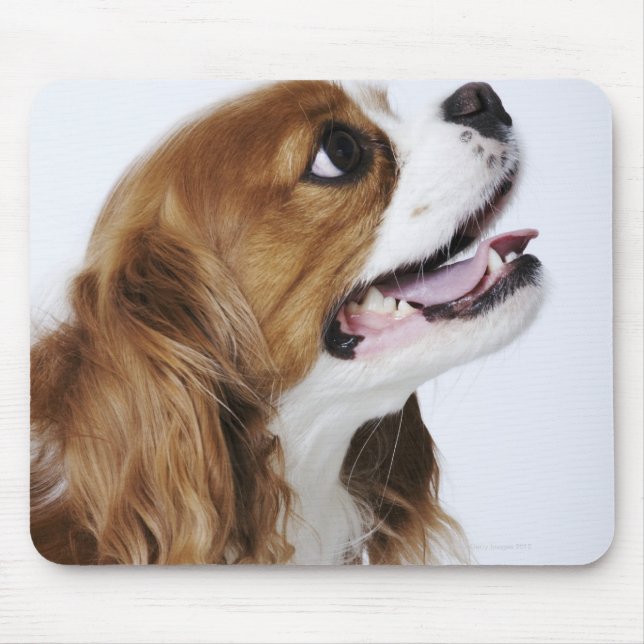 Tapis De Souris Cavalier King Charles Spaniel, vue latérale (Devant)