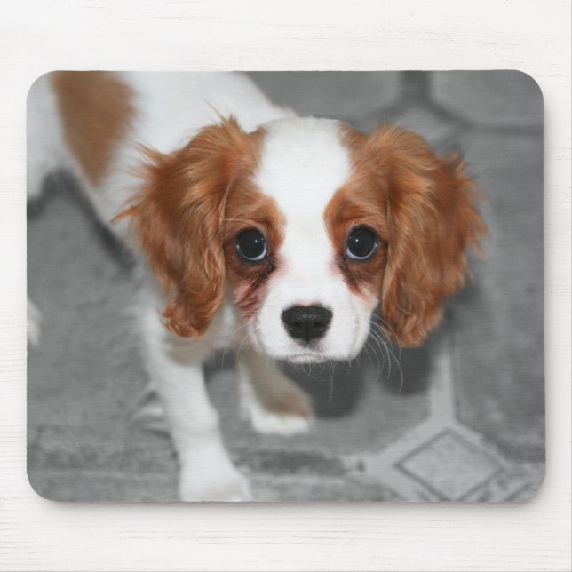 Tapis De Souris Cavalier roi Charles Spaniel Chiot Mousepad (Devant)