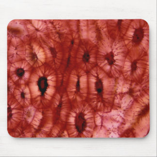 Tapis De Souris Cellules de Sclerenchyma d'un puits de cerise