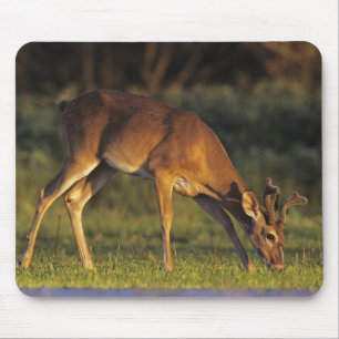 Tapis De Souris Cerf à queue blanche, Odocoileus virginianus