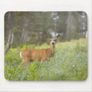 Tapis De Souris Cerfs communs de mule (hemionus d'Odocoileus) dans