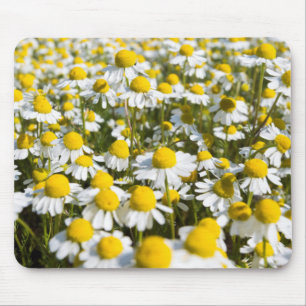 Tapis De Souris Champ chamomile, Hongrie