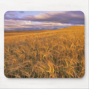 Tapis De Souris Champ d'orge en maturation le long des montagnes R