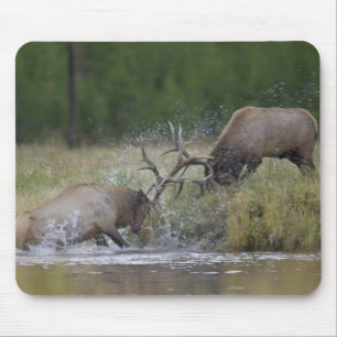 Tapis De Souris Championnats d'Elk, Yellowstone NP, Wyoming