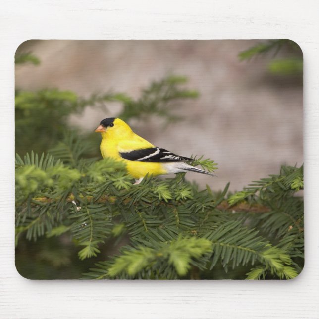 Tapis De Souris Chardonneret jaune mâle dans un arbre (Devant)