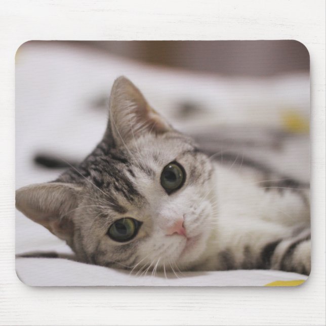 Tapis De Souris Chat, Animal de compagnie, Nature (Devant)