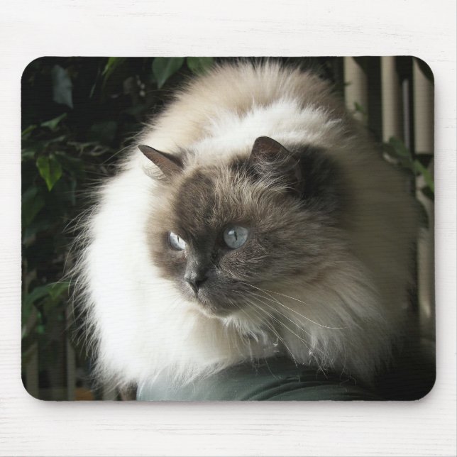 Tapis De Souris Chat de l'Himalaya (Devant)