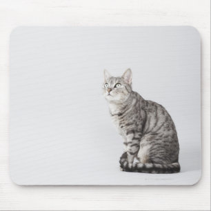 Tapis De Souris Chat en train de chercher
