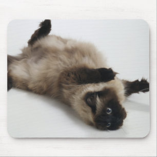 Tapis De Souris Chat himalayen allongé sur son dos