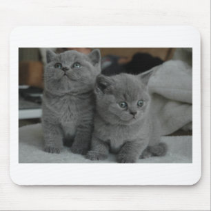 Tapis De Souris chat mignon de jeune de chaton d'animal familier