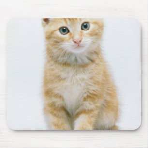 Tapis De Souris Chat tigré d'orange douce