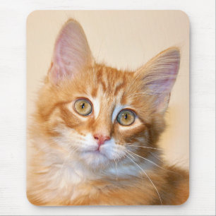 Tapis De Souris Chaton à table orange