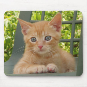 Tapis De Souris Chaton Dax Mousepad