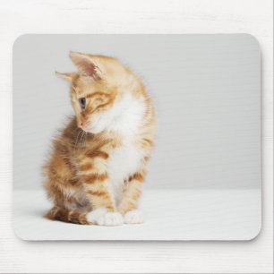 Tapis De Souris Chaton de gingembre