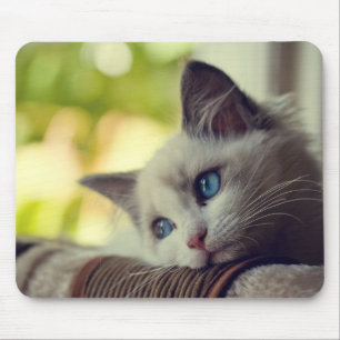 Tapis De Souris Chaton de Ragdoll