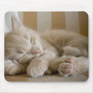 Tapis De Souris Chaton de sommeil