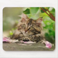 Chaton mignon de ragondin du Maine